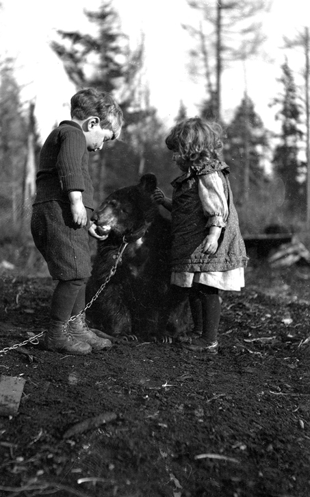 De l'ours au renard