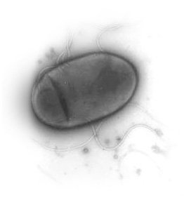 334220-bacterie-mangeuse-rouille-halomonas-titanic.jpg