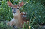 Biche et faon à Pinawa. Photo credit: Nancy Bremner